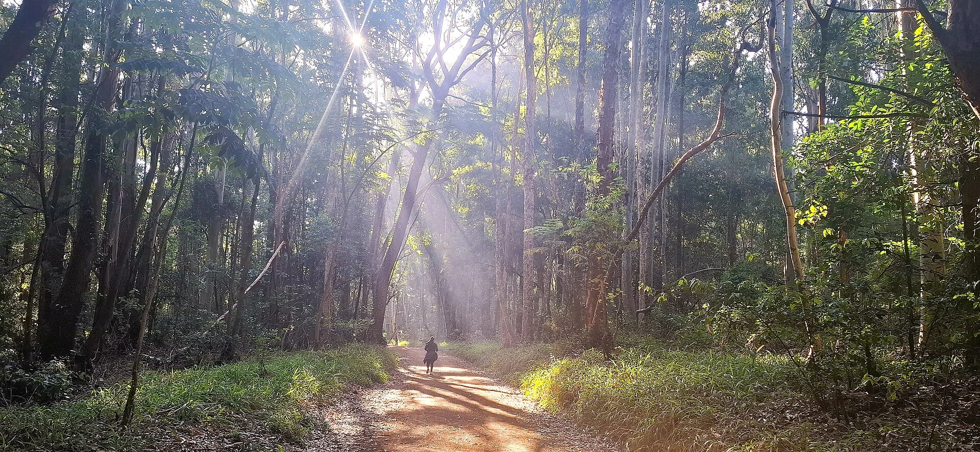 Runner on a green trail in Karura Forest, Nairobi
